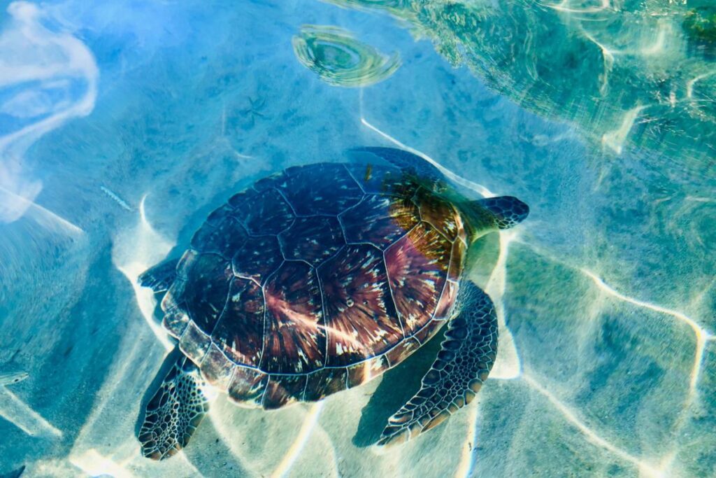 tortue martinique jetski biodiversité